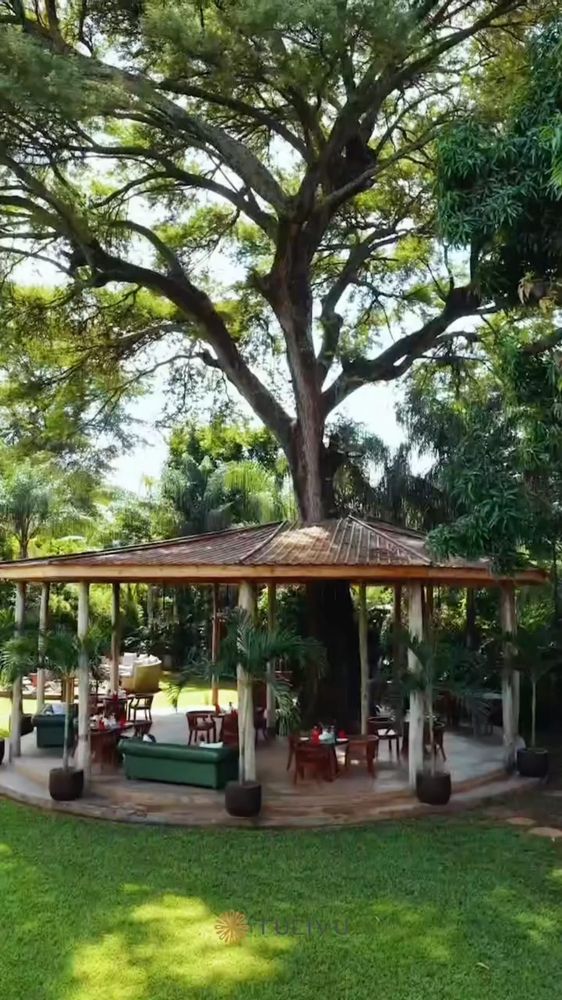 One old tree, one open pavilion, one long lawn.