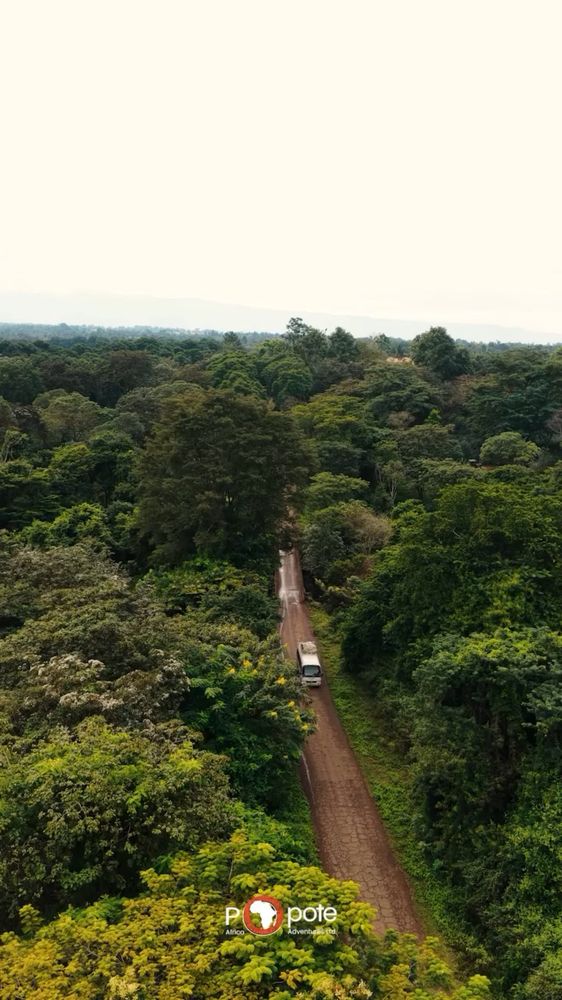 A road drawn through forest, seen from the air.